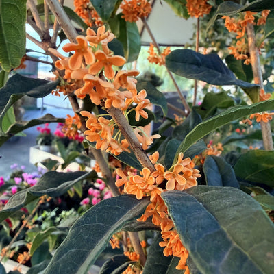 Osmanthus fragrans 'Aurantiacus', pianta sempreverde in fioritura con foglie verde scuro e fiori arancio, vivaio Gardenaria Parma