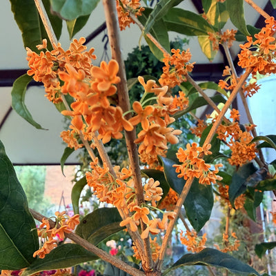 Osmanthus fragrans 'Aurantiacus', rami carichi di fiori arancioni in piena fioritura autunnale