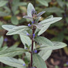 Ceratostigma wilmottianum in movimento