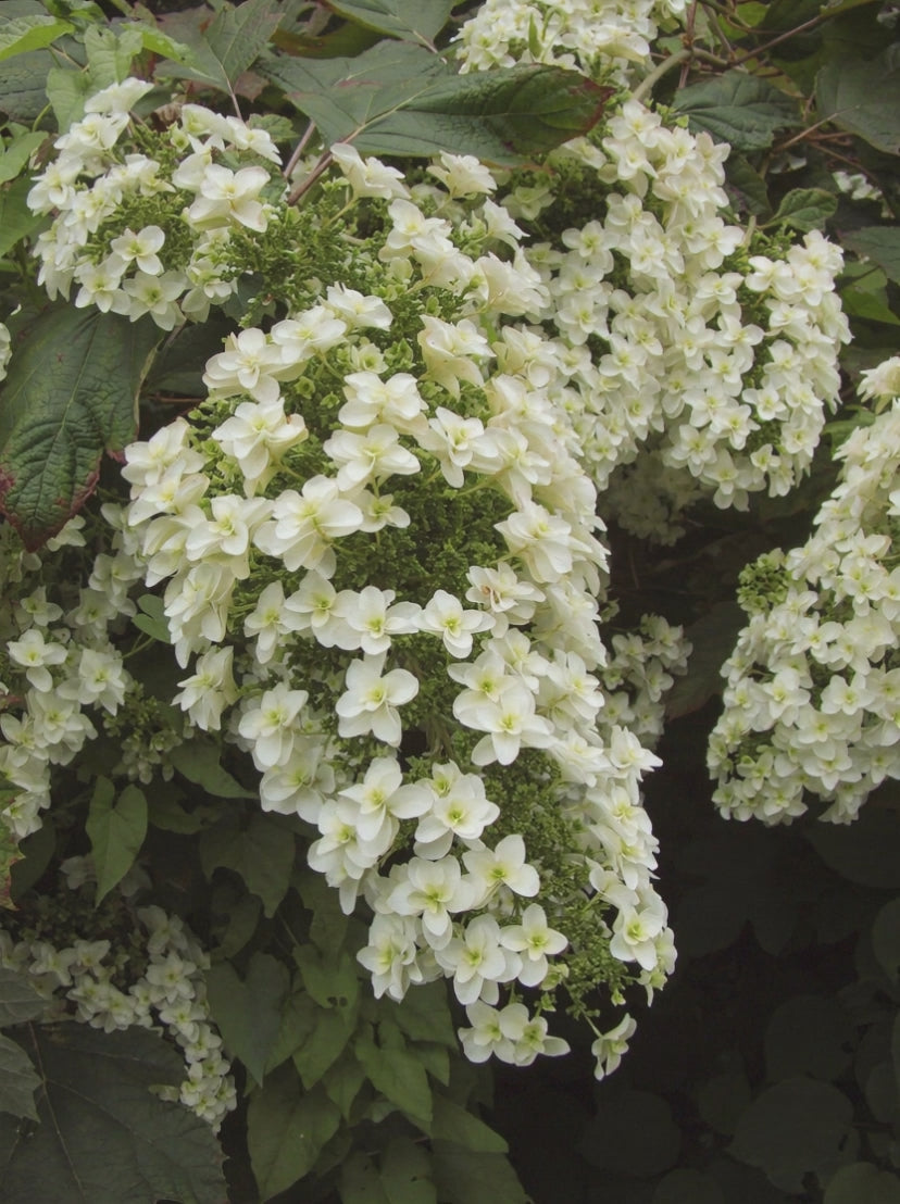 Carica il video: Infiorescenze bianche di Ortensia Snowflake