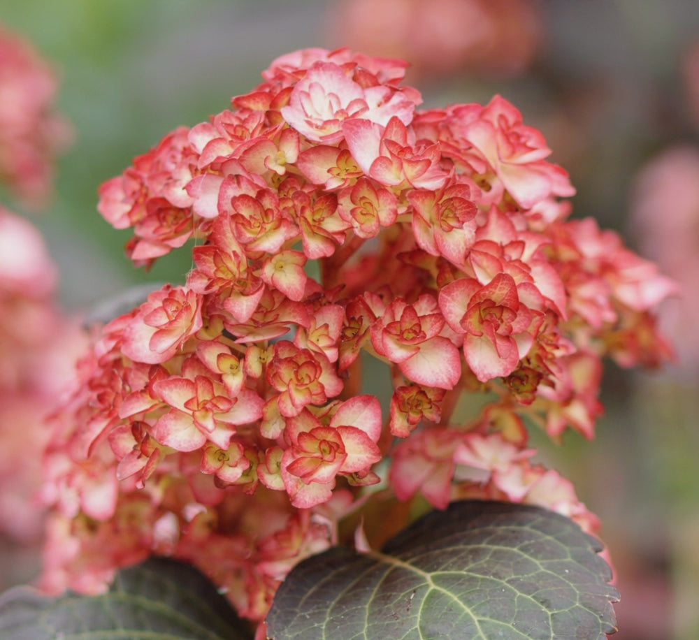 Carica il video: Ortensia - Hydrangea Macrophylla 'You And Me Miss Saori'
