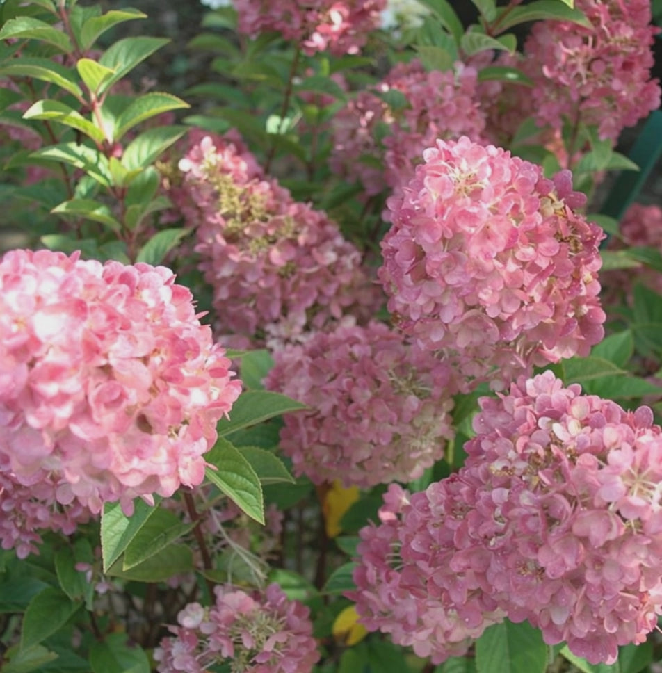 Carica il video: Fiori rosa di Hydrangea paniculata Pink Lady