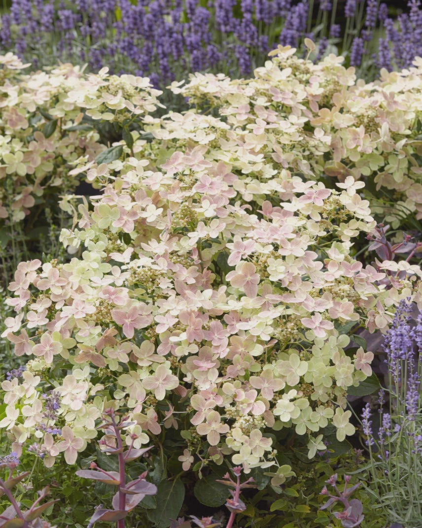 Carica il video: Infiorescenze rosa tenue di Hydrangea Polestar