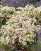 Infiorescenze rosa tenue di Hydrangea Polestar