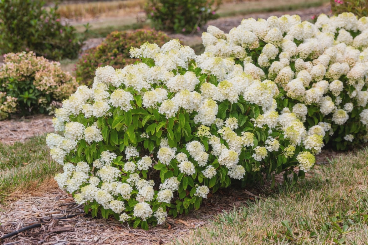 Carica il video:  Hydrangea Paniculata 'Little Hottie'