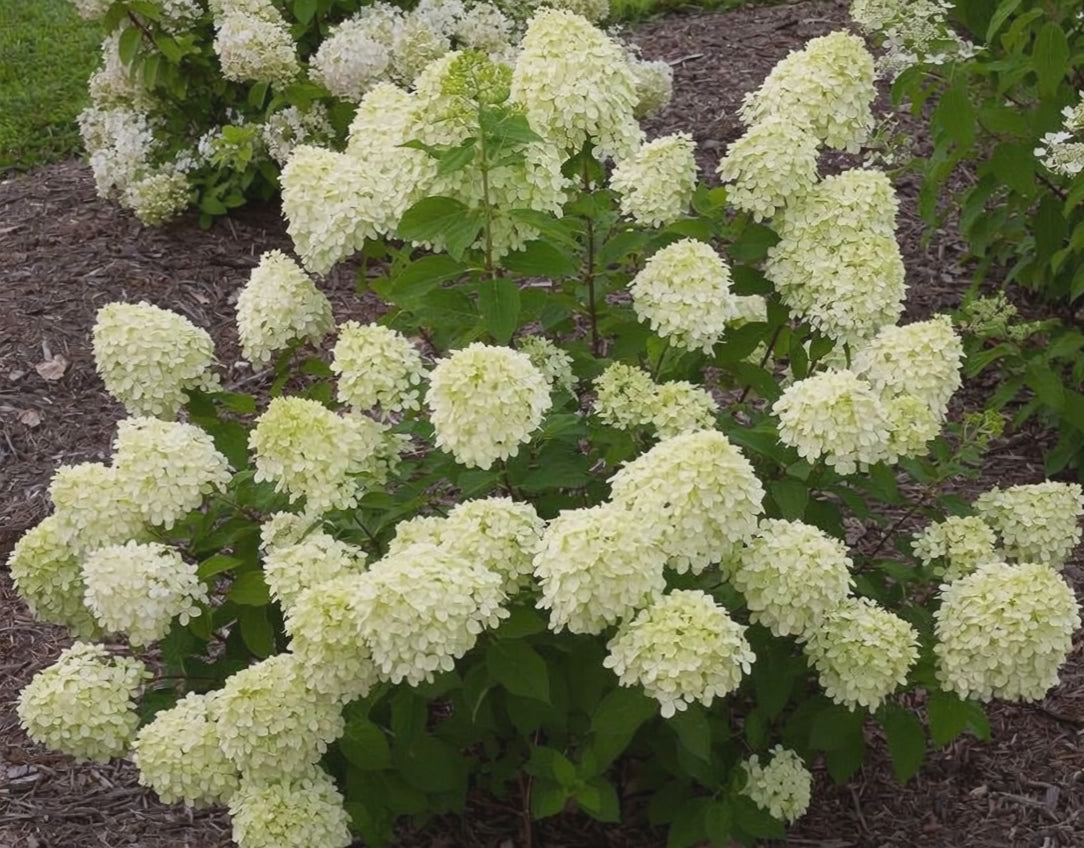 Carica il video: Ortensia Paniculata 'Little Lime'