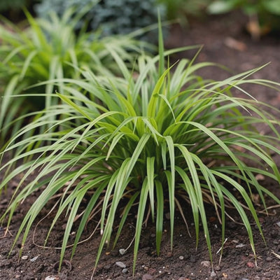 Hakonechloa macra 