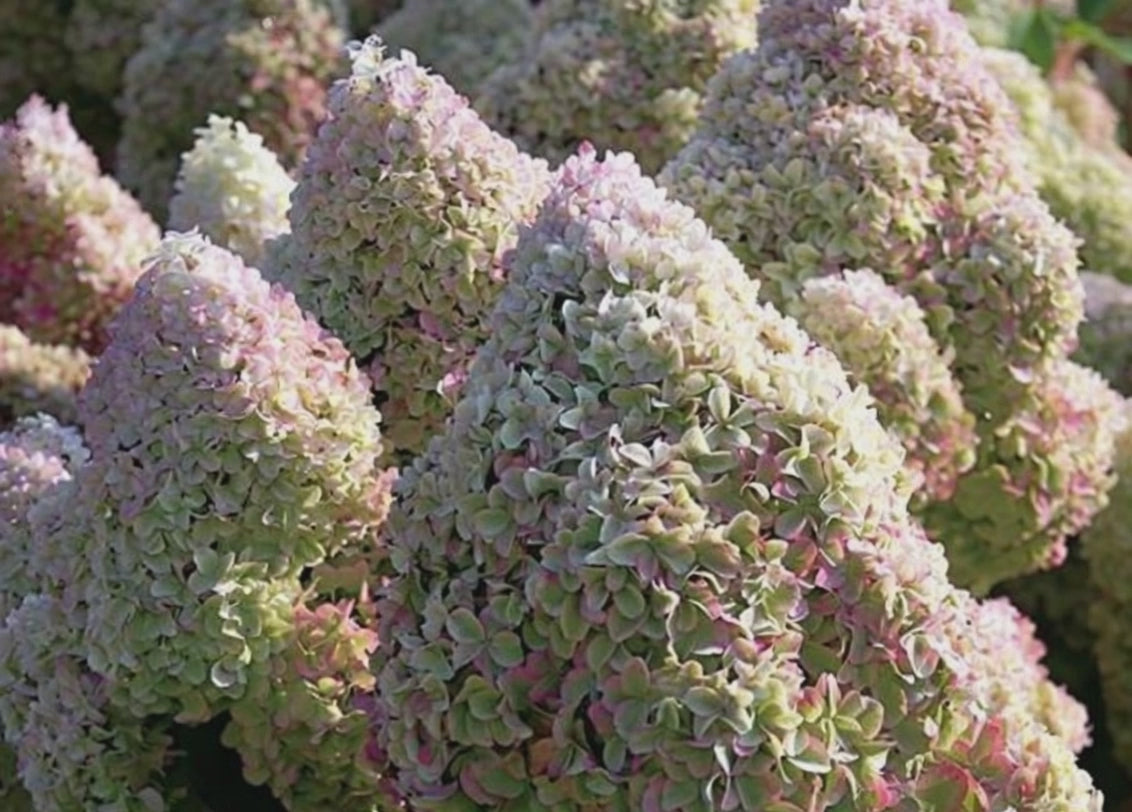 Carica il video: Ortensia - Hydrangea Paniculata 'Diamantino'