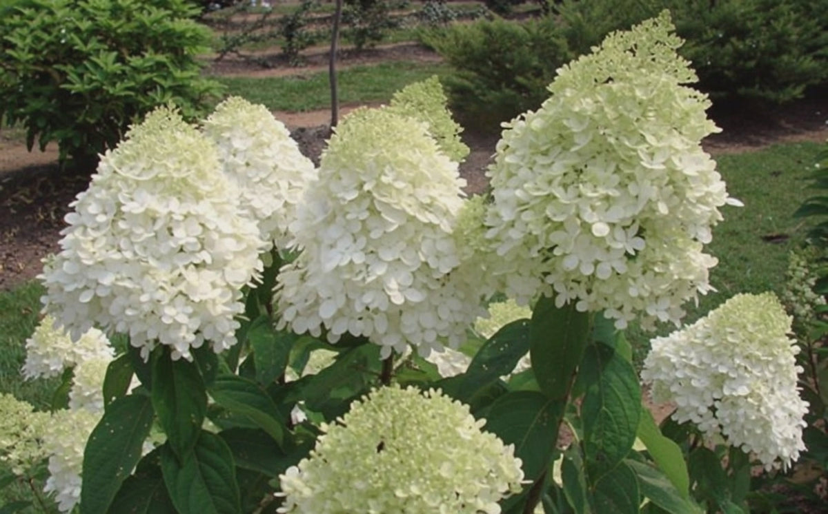 Carica il video: Ortensia - Hydrangea Paniculata 'Limelight'