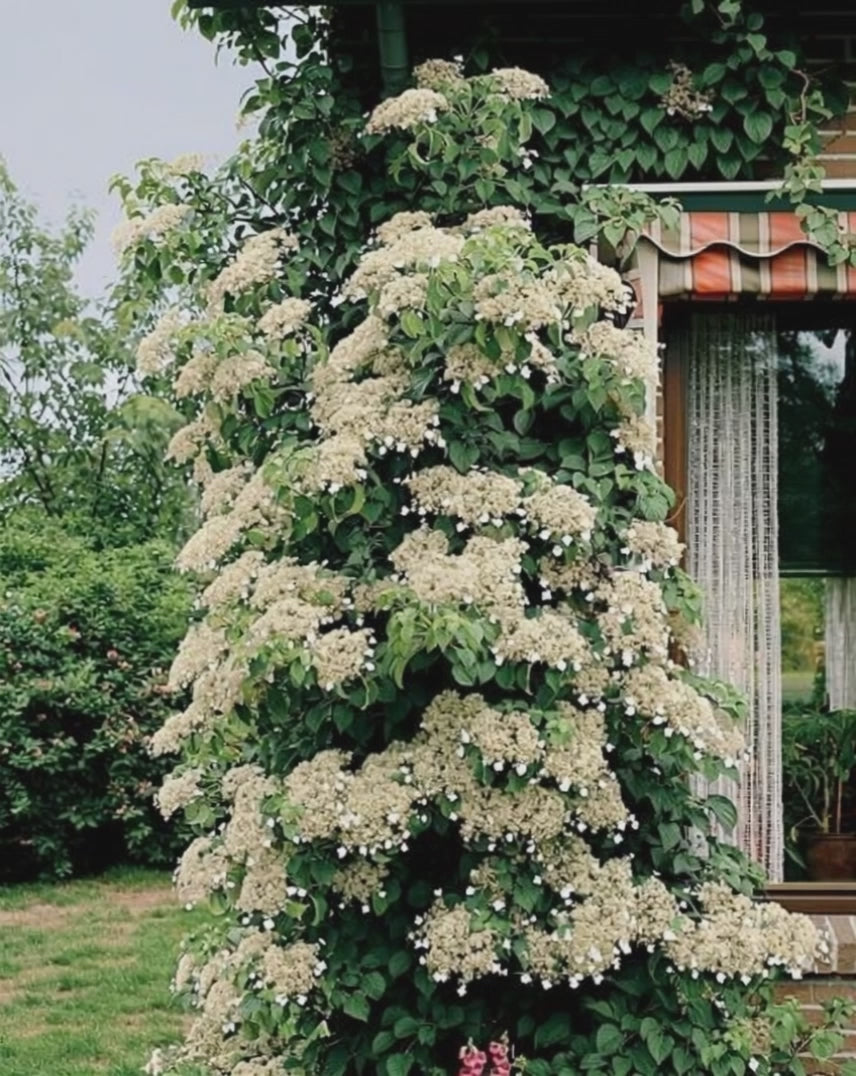 Carica il video: Parete coperta da Hydrangea petiolaris